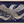 Eagle Blue